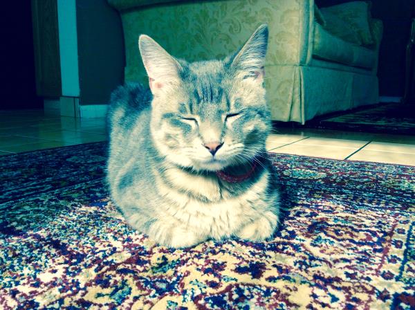 /Images/uploads/Humane Society of Utah/HSUCalendar/entries/880thumb.jpg